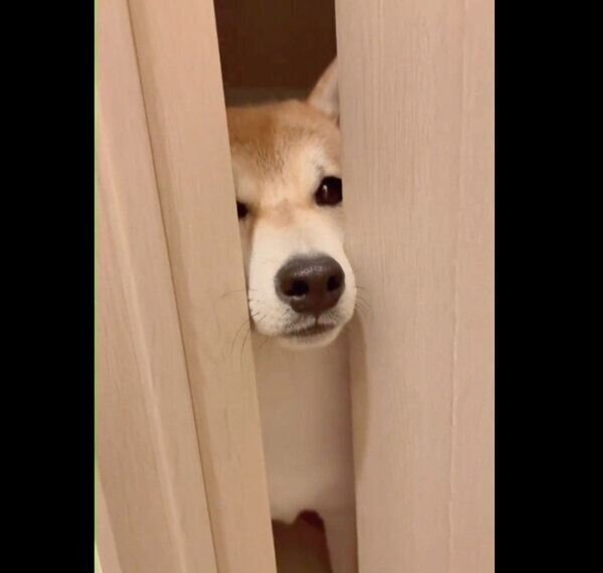 隙間からじーっ 散歩はまだか と飼い主に強い 圧 をかける柴犬が可愛らしい いぬのきもちweb Magazine 隙間からじーっ 散歩はまだか と飼い主に強い 圧 をかける柴犬が可愛らしい いぬのきもちweb Magazine