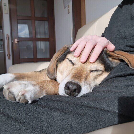 犬のひなたぼっこにはどんな効果がある？ 犬が日光浴をするメリットと注意点 いぬのきもち