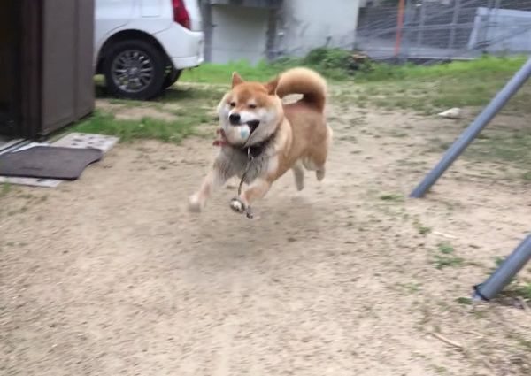 遊ぶ柴犬