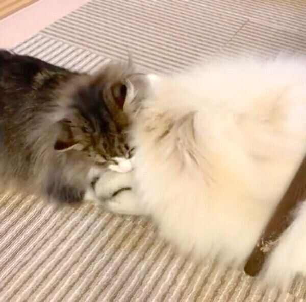 スリスリする小晴ちゃんと朝陽くん