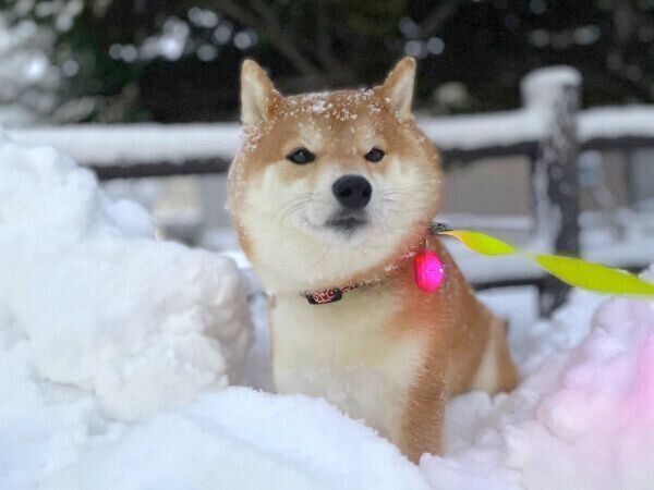 雪が好きなハルちゃん