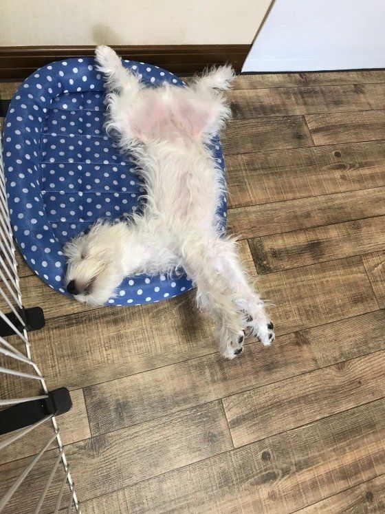  ミニチュア・シュナウザー　はるちゃん