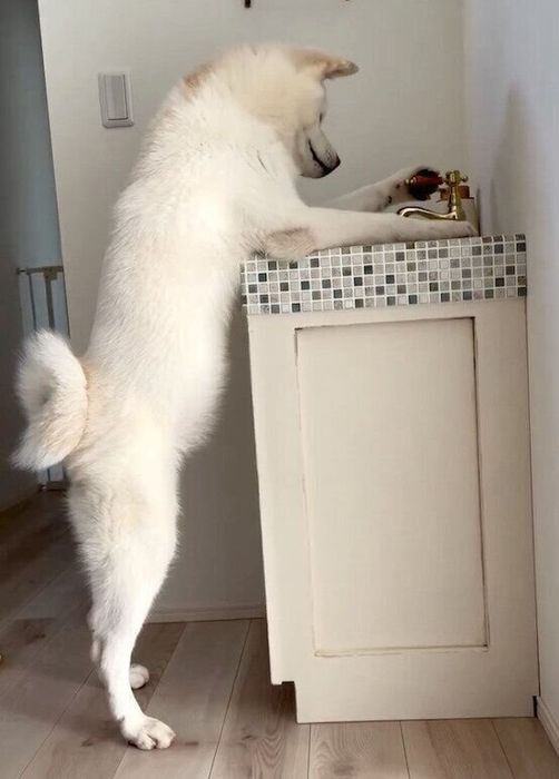 水道の蛇口をひねるきなこちゃん
