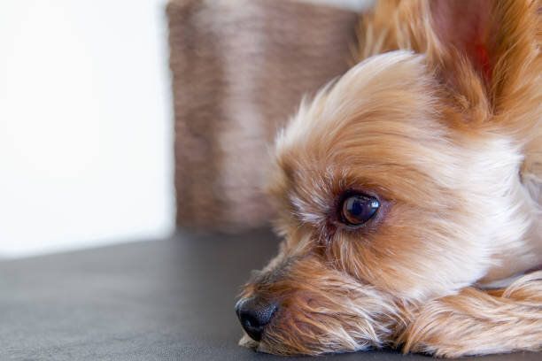 ソファの上にいるヨークシャー・テリア