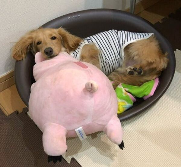 お迎え当時の大吉くん