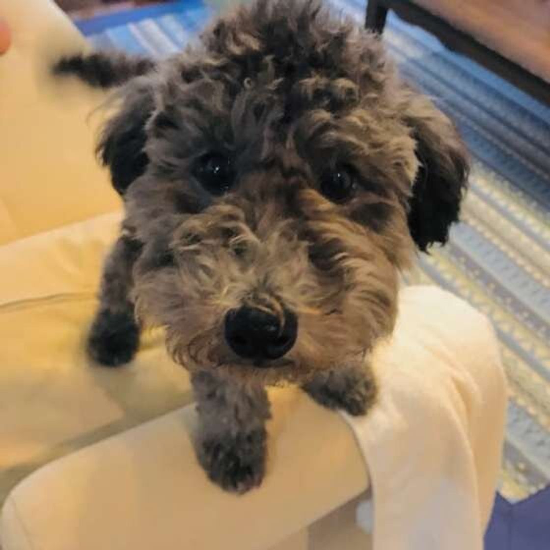 犬が嫌がる人ってどんな人 獣医さんに聞いてみた いぬのきもちweb Magazine 犬が嫌がる人ってどんな人 獣医さんに聞いてみた いぬのきもちweb Magazine