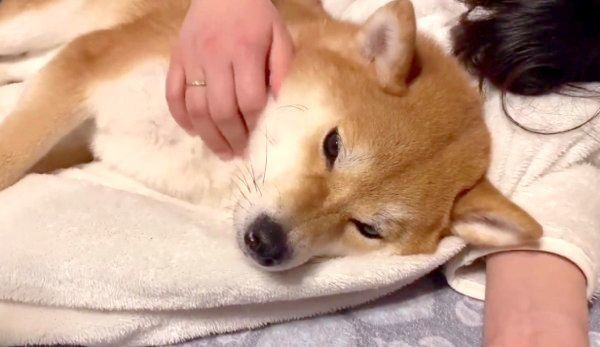 まったりするいなりちゃん