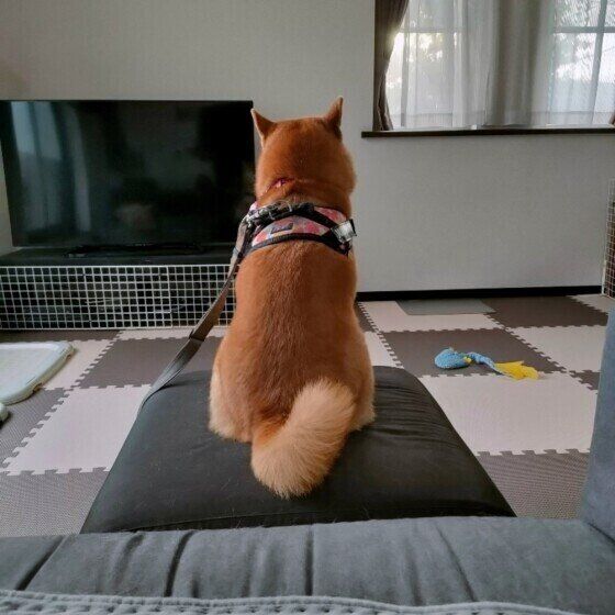 柴　柴犬くるみの後ろ姿
