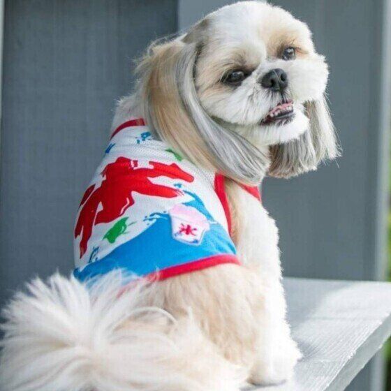 シー・ズーのポチャッコちゃん