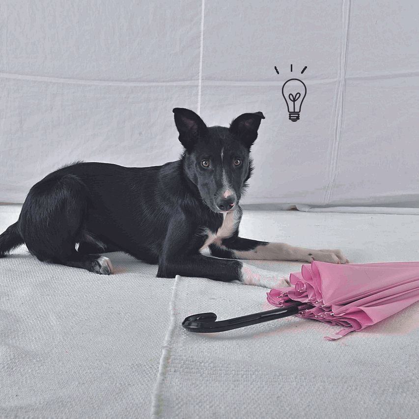 「これは危険なものじゃないから平気！」