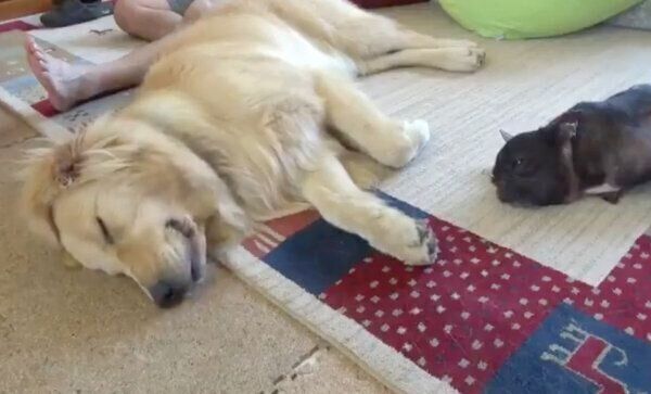 ゴロゴロするハルくんとさくらさん