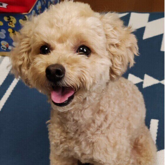 愛情不足の犬がみせるサインとは？ 心と体の変化を獣医師に聞いた いぬのきもち