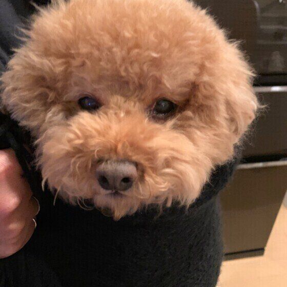 見つめるトイ・プードル