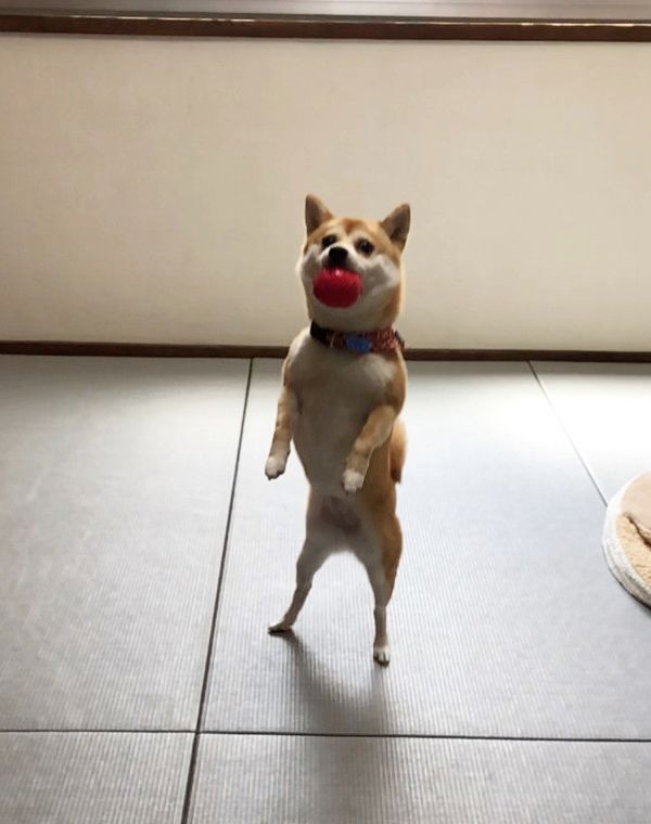 ぴょーんと飛ぶ柴犬