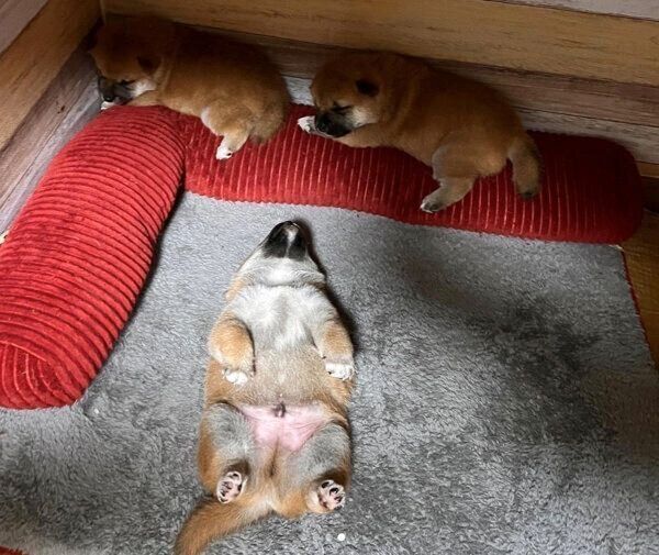 気持ちよさそうに眠る子犬たち