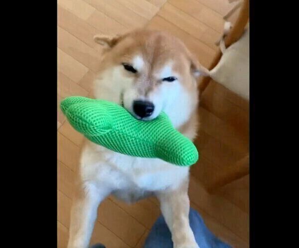 嬉しそうなすずちゃん