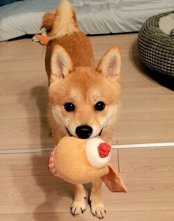 おもちゃをくわえるぽん太くん