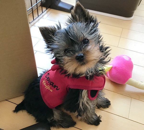 見つめるヨークシャー・テリア