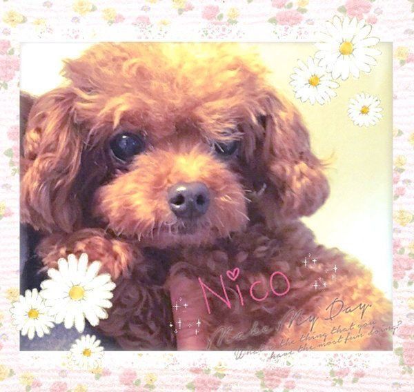元繁殖犬・トイ・プードルのニコちゃん