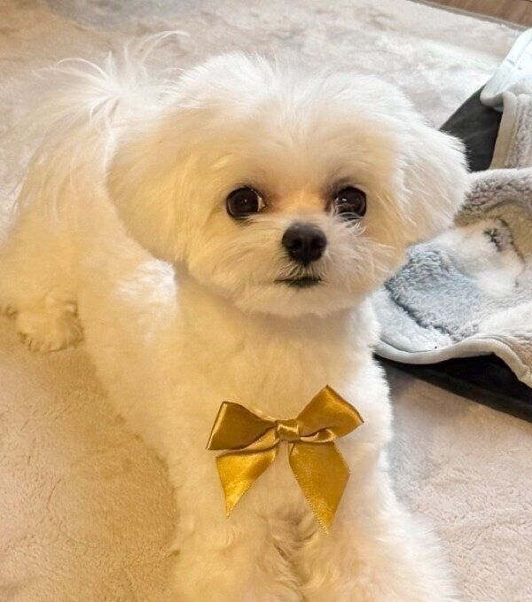 トリミングでばっちりと決まったぷぷちゃん