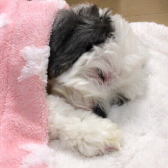 眠る犬