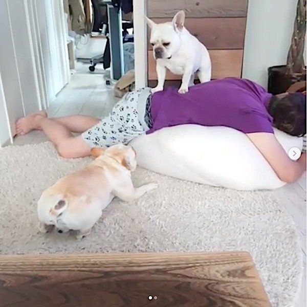 父ちゃんをめぐって戦うフレンチ・ブルドッグ