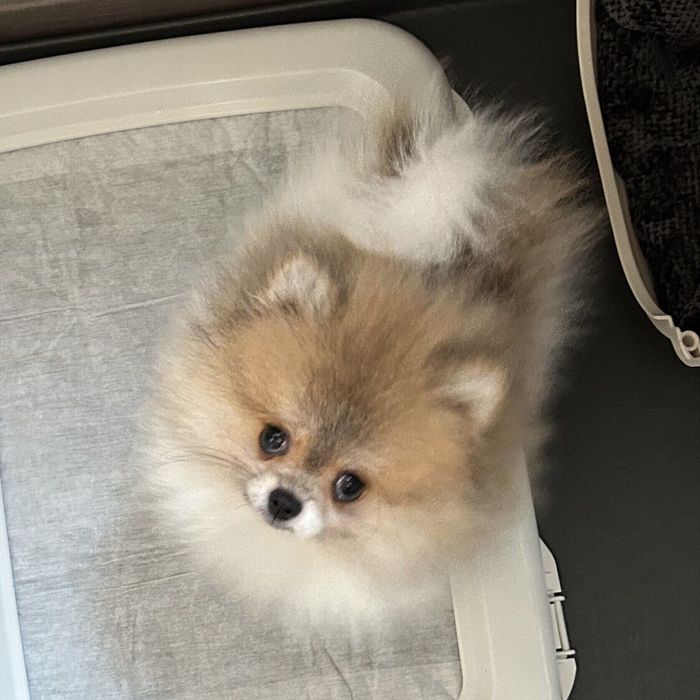 生後2カ月のはるこちゃん。