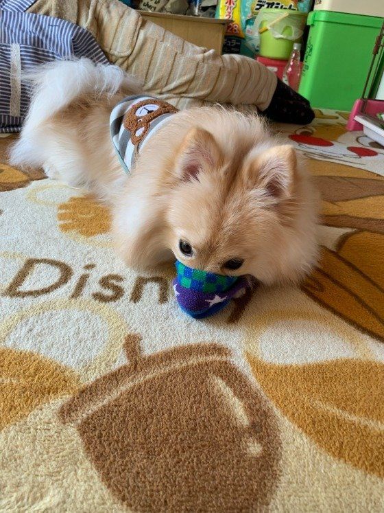 ロンくん ポメラニアン 