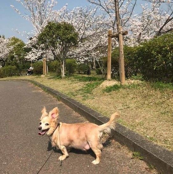 ミックス犬が走っている画像