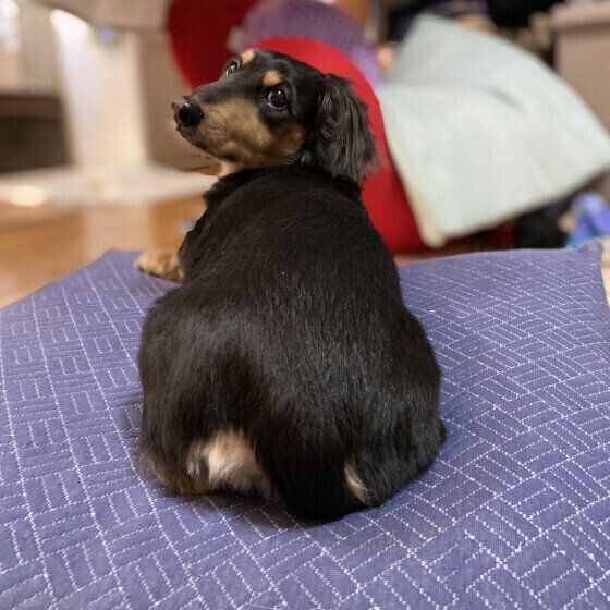 ダックスフンドのソラくん 