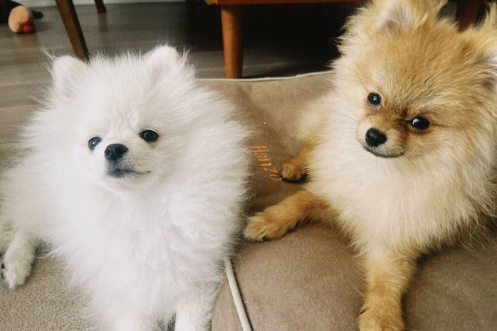 小太郎くんと先住犬・半蔵くん