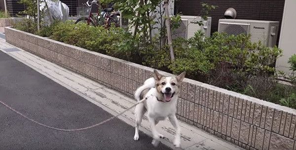 保護犬