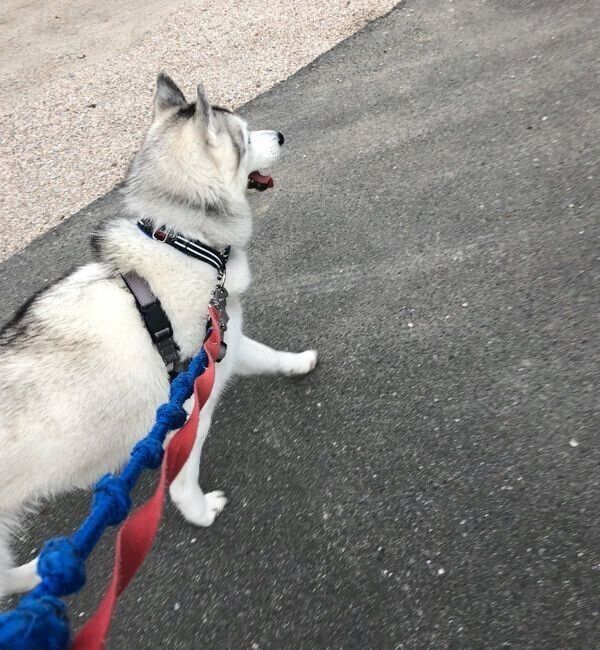 お散歩を楽しむぷくちゃん