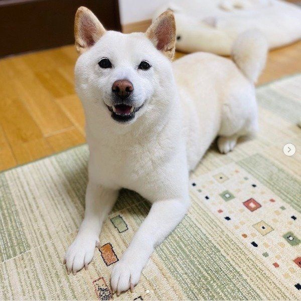 見つめるきなこちゃん