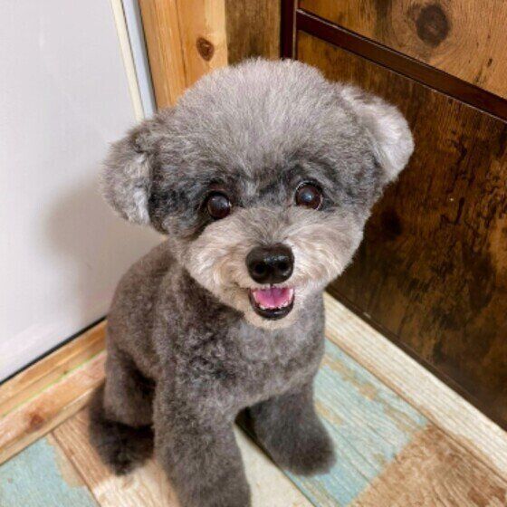 トイ・プードルのPleiaちゃん♪