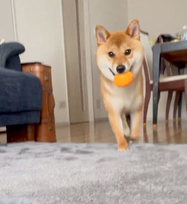 ボールで遊ぶおだしくん