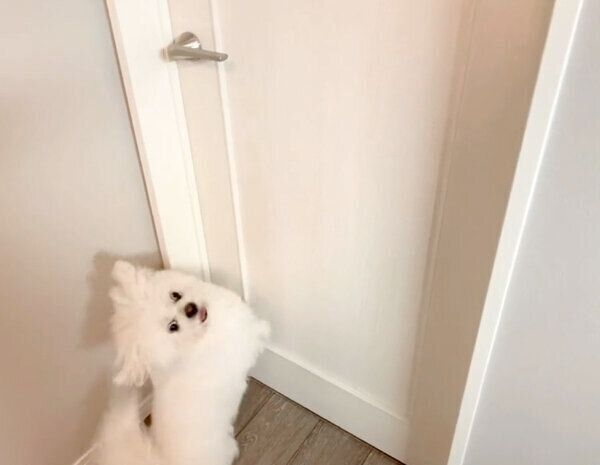 ドアを開けようとするわむうくん