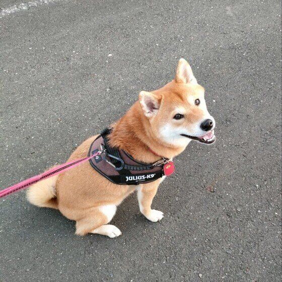 お散歩する柴犬