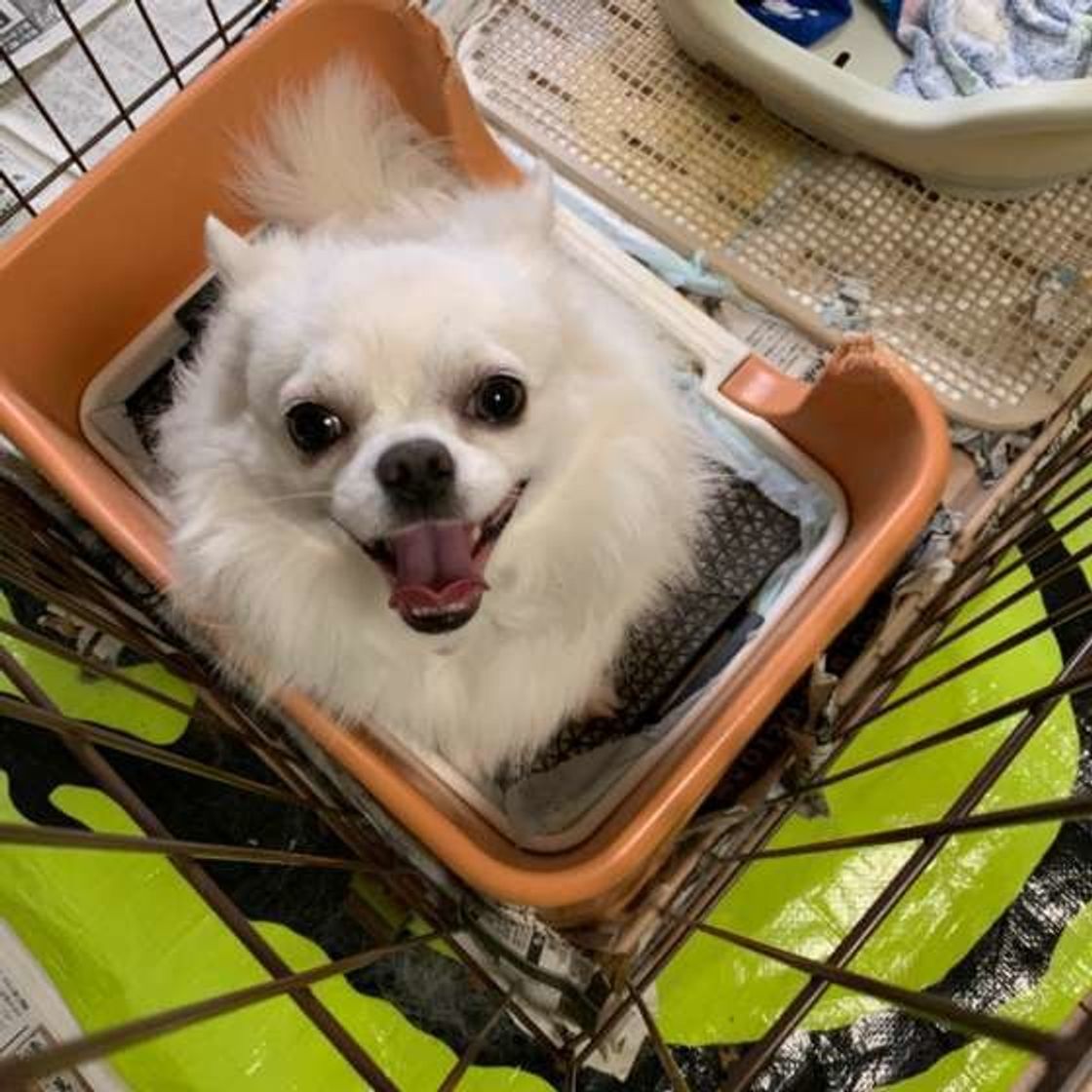 排泄後に後ろ足で地面を蹴る 犬 実は犬にもこだわりの理由があった いぬのきもちweb Magazine 排泄後に後ろ足で地面を蹴る 犬 実は犬にもこだわりの理由があった いぬのきもちweb Magazine