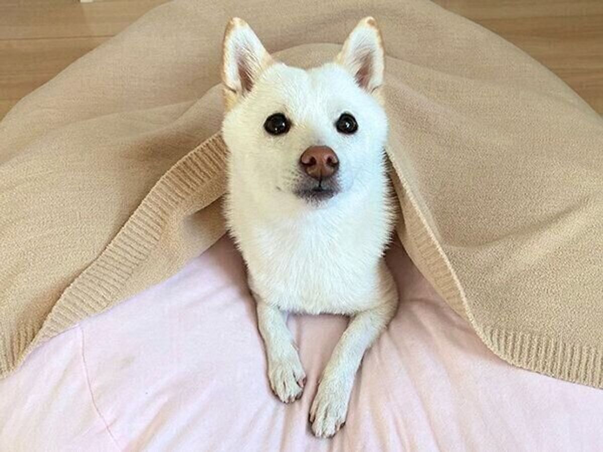 リモート会議に出席 パソコン画面を真剣に見る犬 実際どのように見えているの 獣医師解説 いぬのきもちweb Magazine リモート会議に出席 パソコン画面を真剣に見る犬 実際どのように見えているの 獣医師解説 いぬのきもちweb Magazine