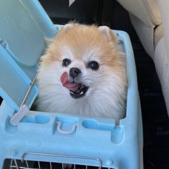 犬が車酔いをする原因と症状、おでかけ時の対策を獣医師に聞いた いぬのきもち