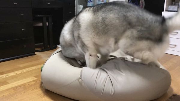 座ろうとするシベリアン・ハスキー