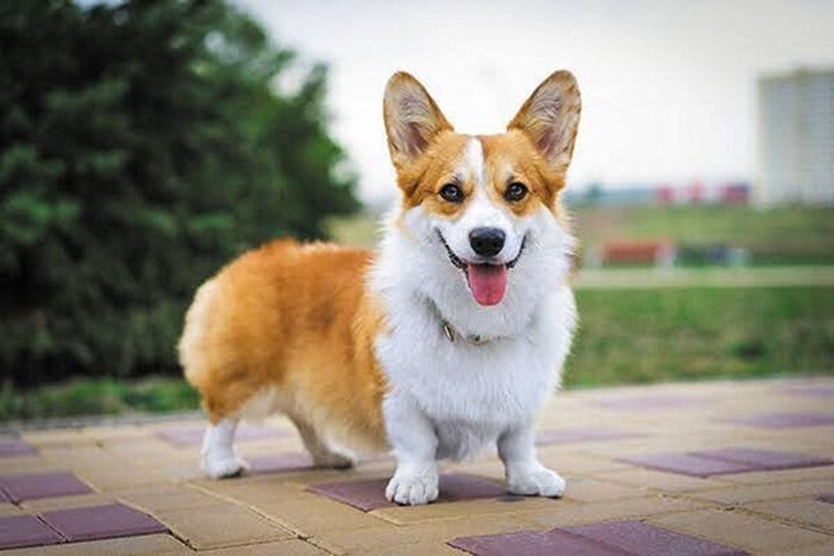 単なるイタズラではない 犬が拾い食いしてしまう理由4つ いぬのきもちweb Magazine 単なるイタズラではない 犬が拾い食いしてしまう理由4つ いぬのきもちweb Magazine