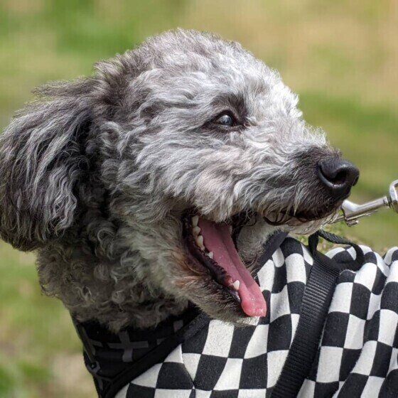 笑顔になるトイ・プードルの男の子