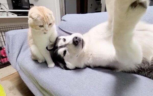 犬のはっちゃんを見つめる猫のじゅんちゃん