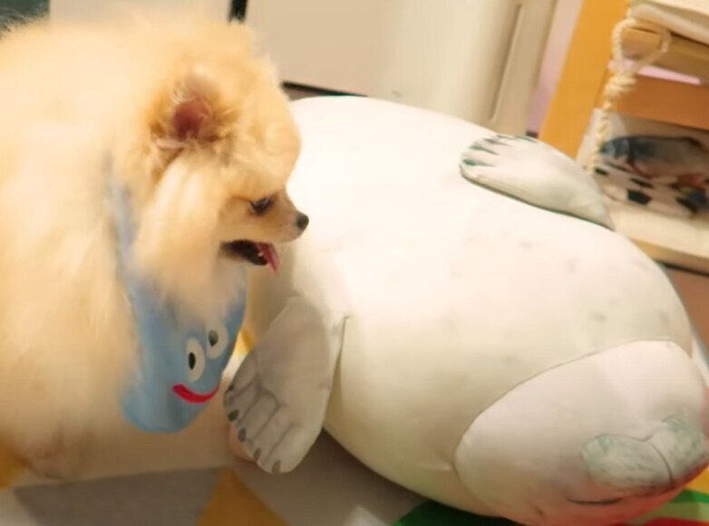 見つめるモチちゃん