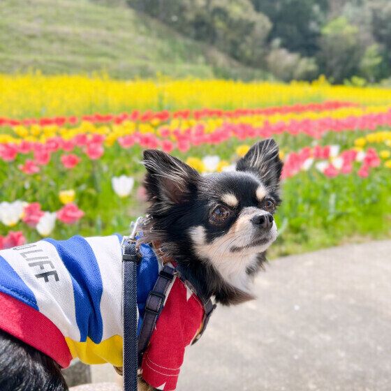 冬から春に注意したい愛犬との過ごし方と犬のストレス対策 いぬのきもち