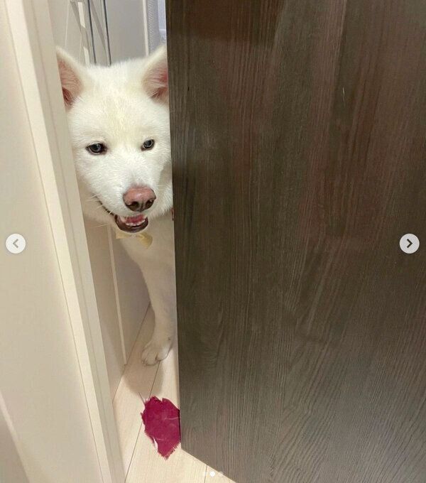 トイレにいる飼い主さんのもとに、布切れを持ってきてくれたユキちゃん