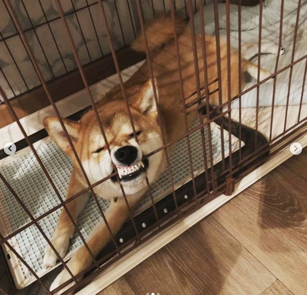 やさぐれる柴犬