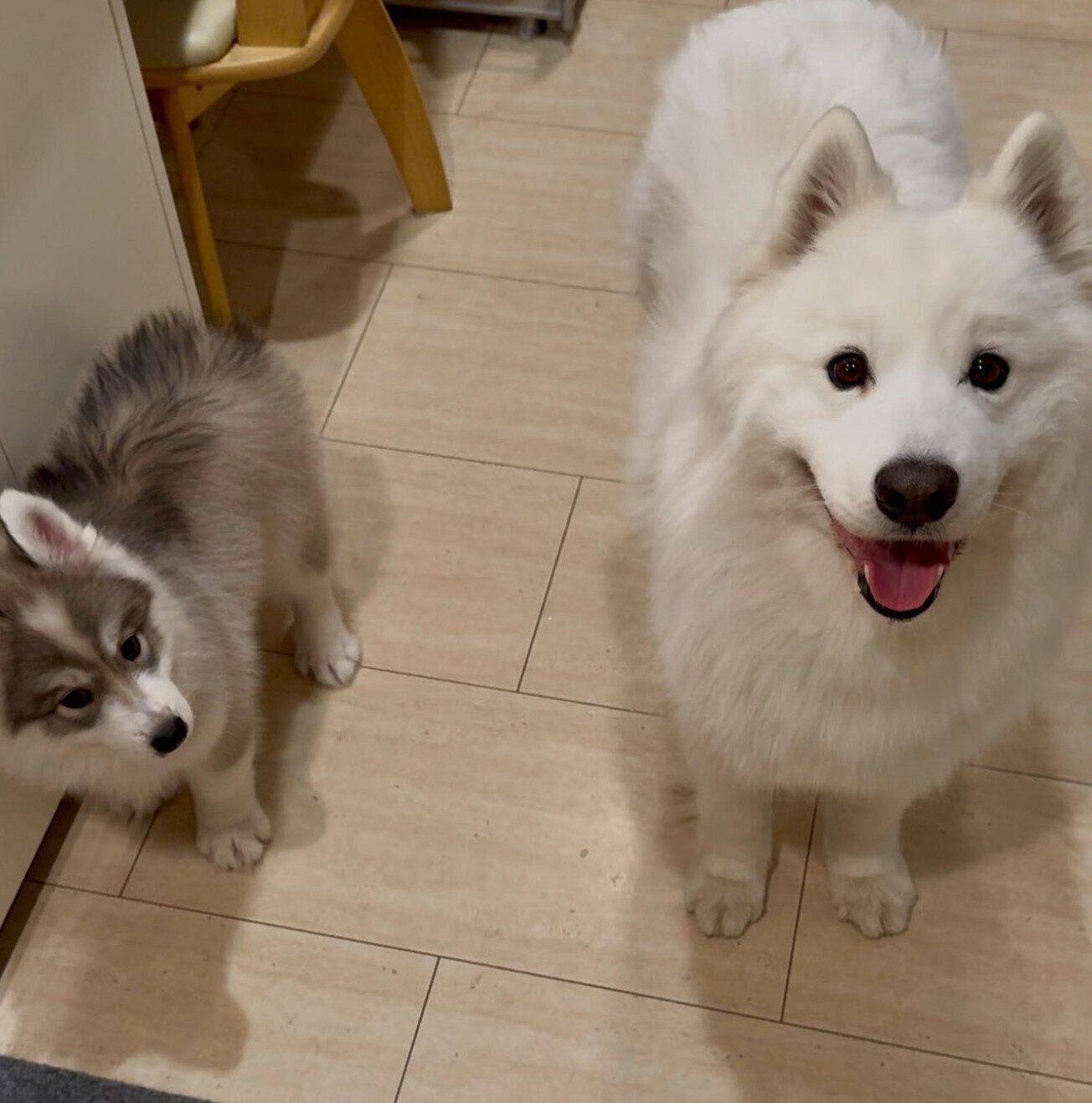 お迎え当時のパウくんと、先住犬・スキーくん